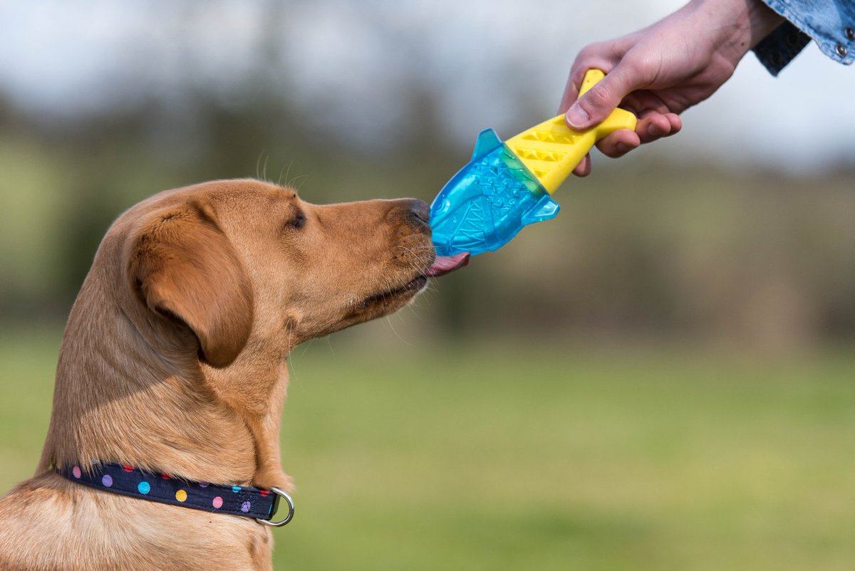 How Can CBD Drops Benefit Your Pet Dog?